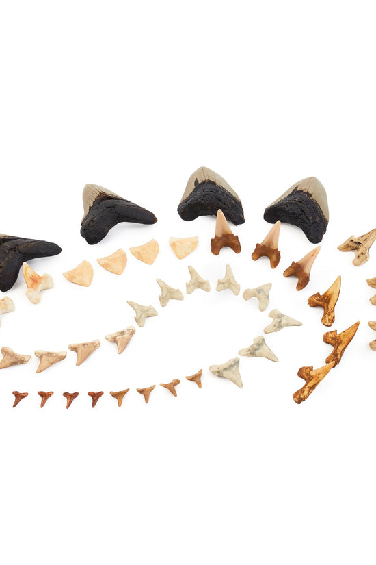 Super Shark Teeth Set - 40 pieces