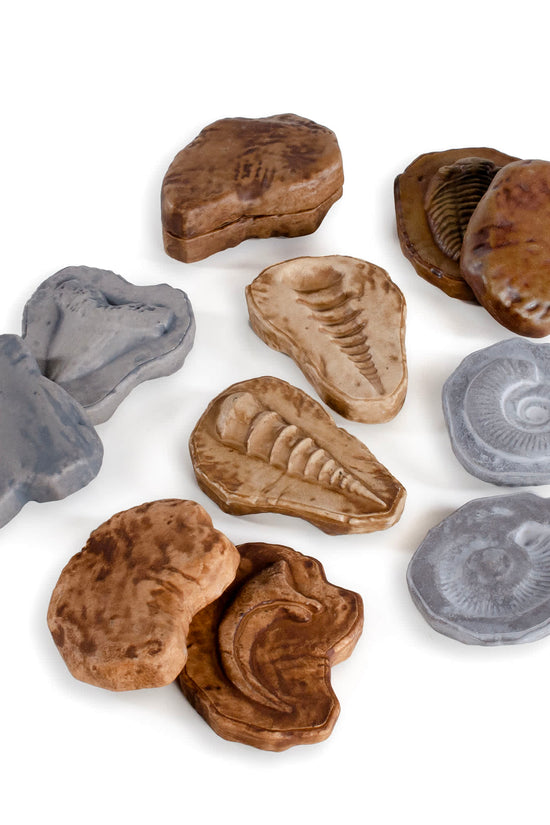 Magnetic Matching Fossil Stones - Set of 6