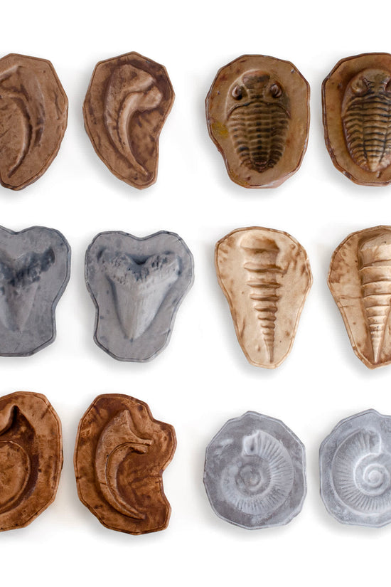Magnetic Matching Fossil Stones - Set of 6