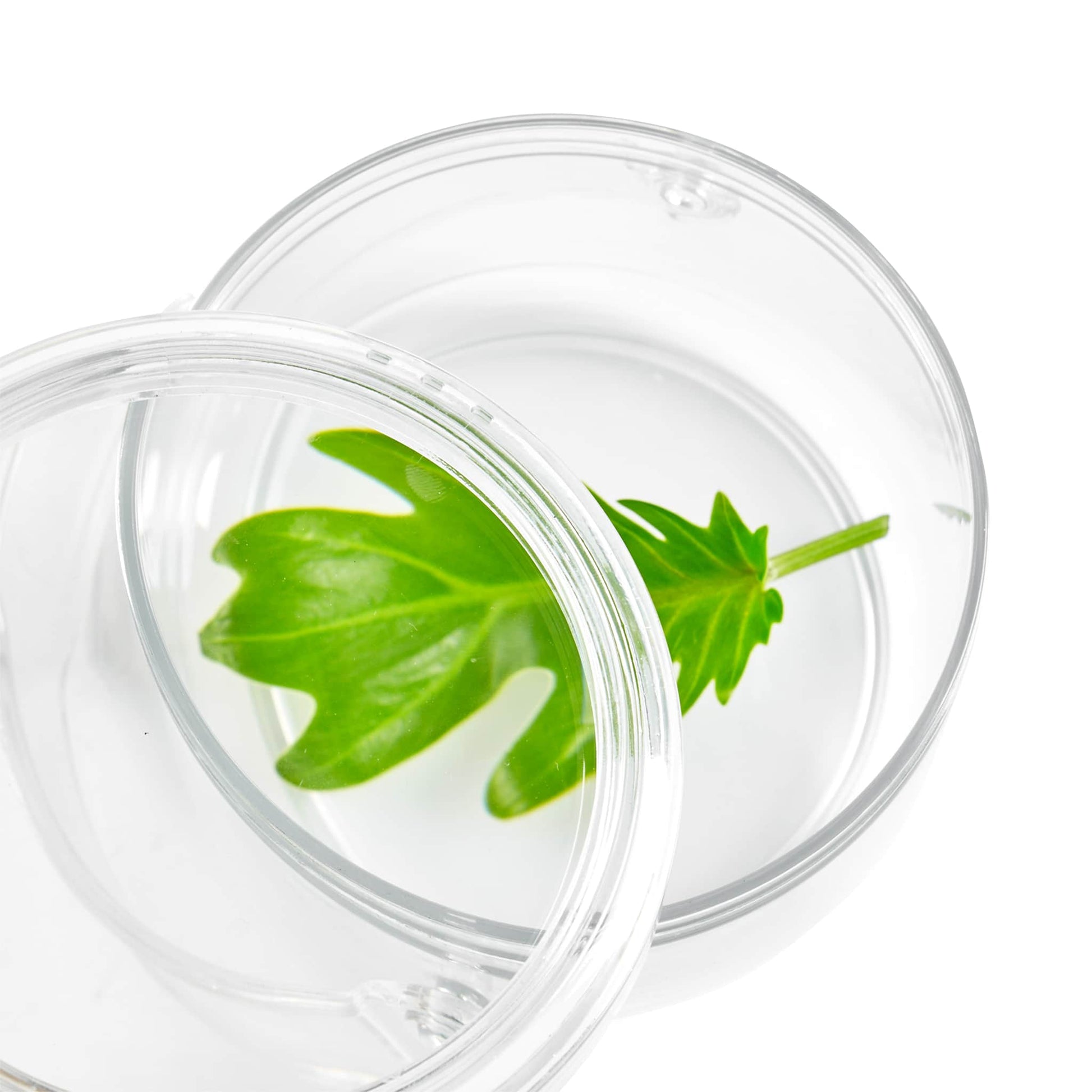 Carry and Discover Magnification Containers - Set of 2