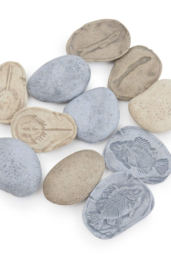 Magnetic Matching Fossil Stones: Aquatic Life - Set of 8
