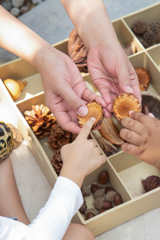 Nature's Geometry Loose Parts STEM Kit