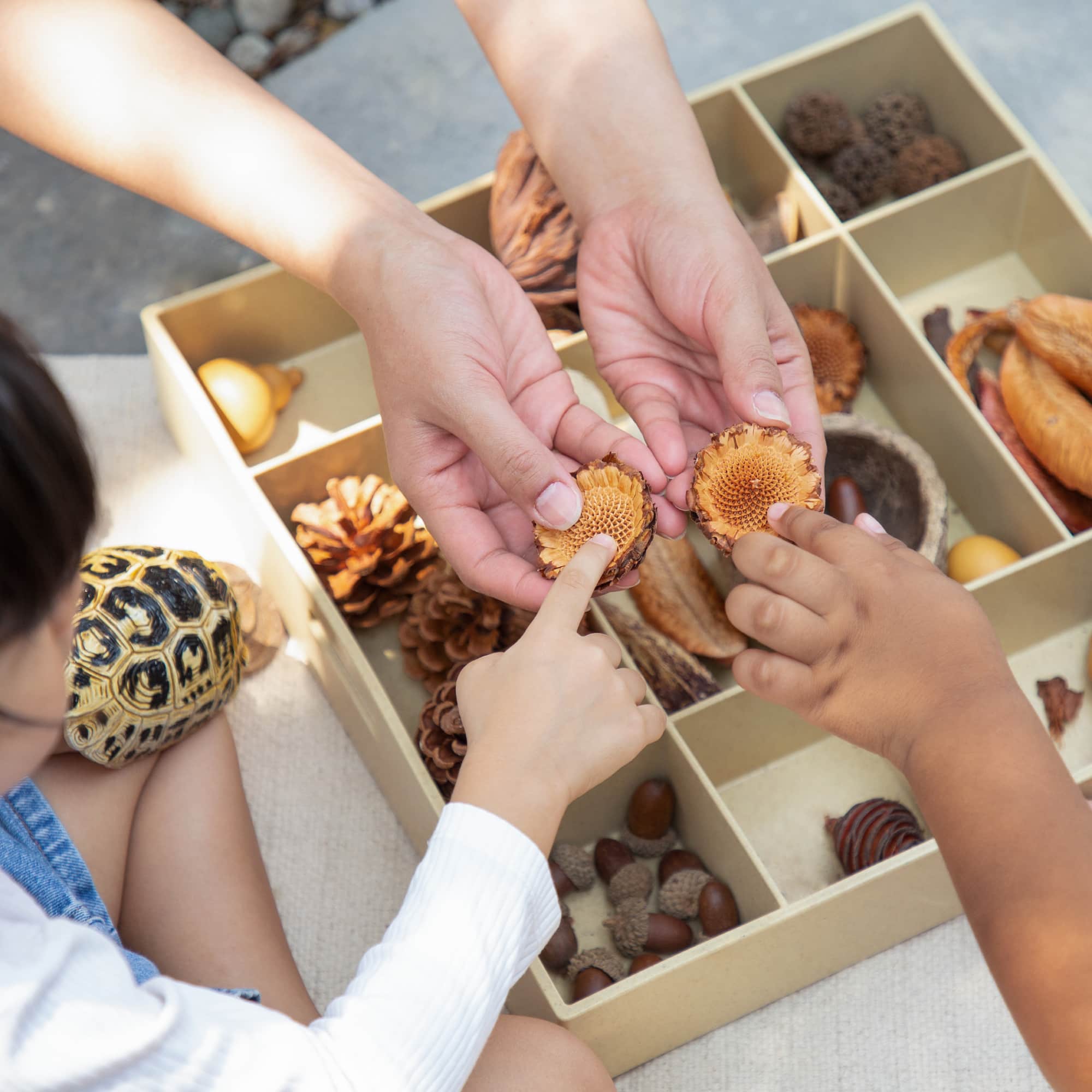 Nature's Geometry Loose Parts STEM Kit