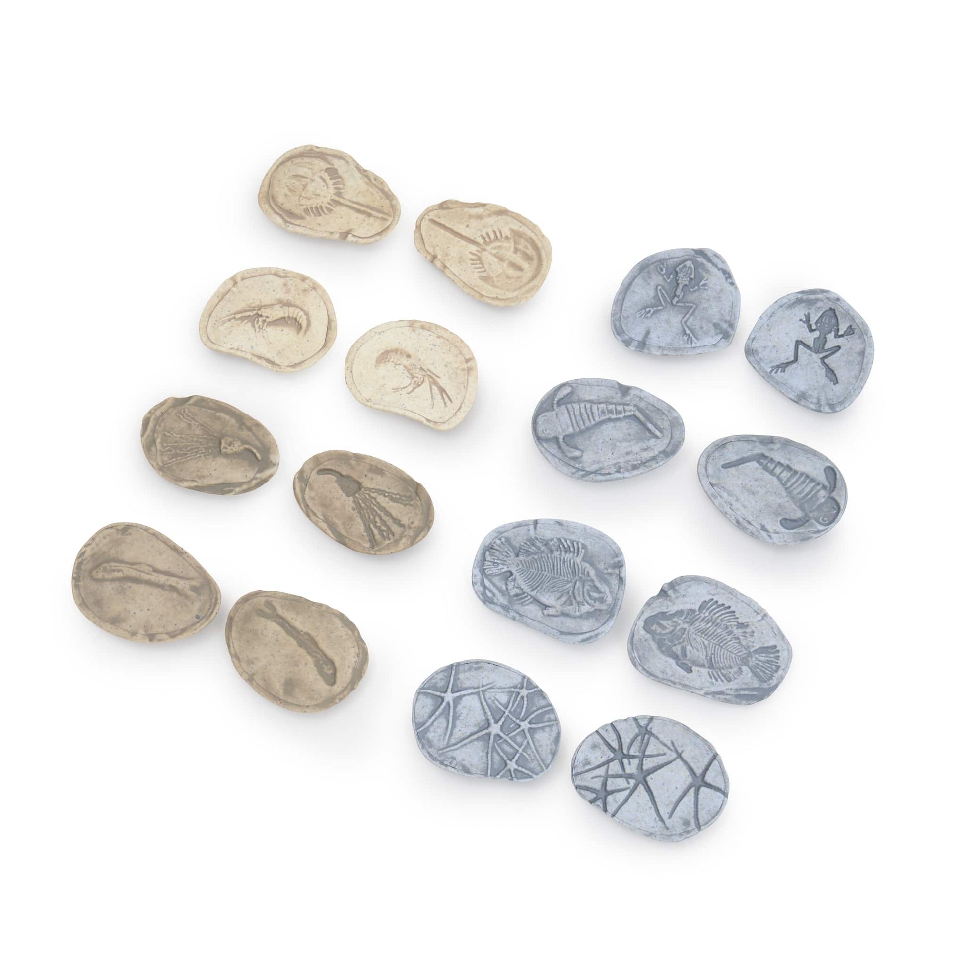 Magnetic Matching Fossil Stones: Aquatic Life - Set of 8