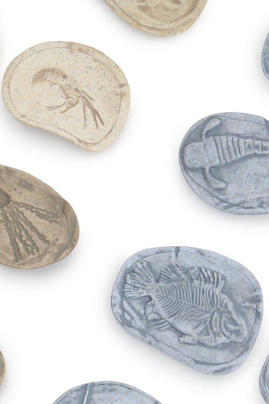 Magnetic Matching Fossil Stones: Aquatic Life - Set of 8