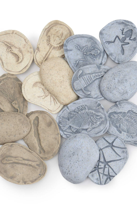 Magnetic Matching Fossil Stones: Aquatic Life - Set of 8