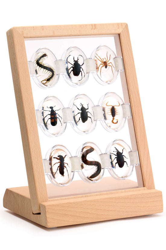 Specimen Stones