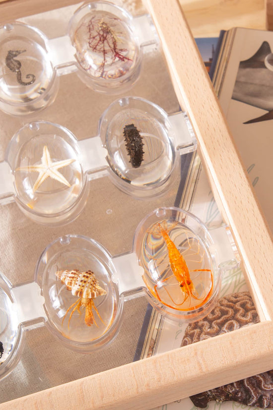 Specimen Stones