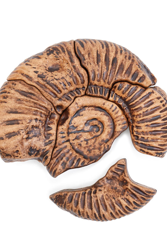 Magnetic Fossil 3D Puzzle