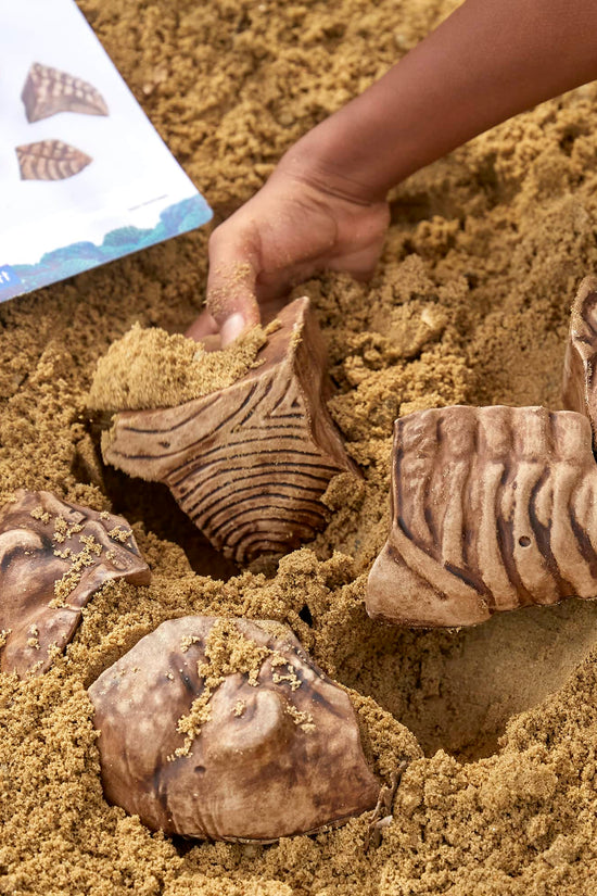 Magnetic Fossil 3D Puzzle