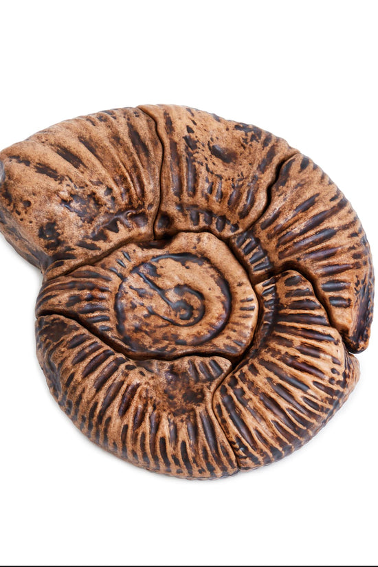 Magnetic Fossil 3D Puzzle