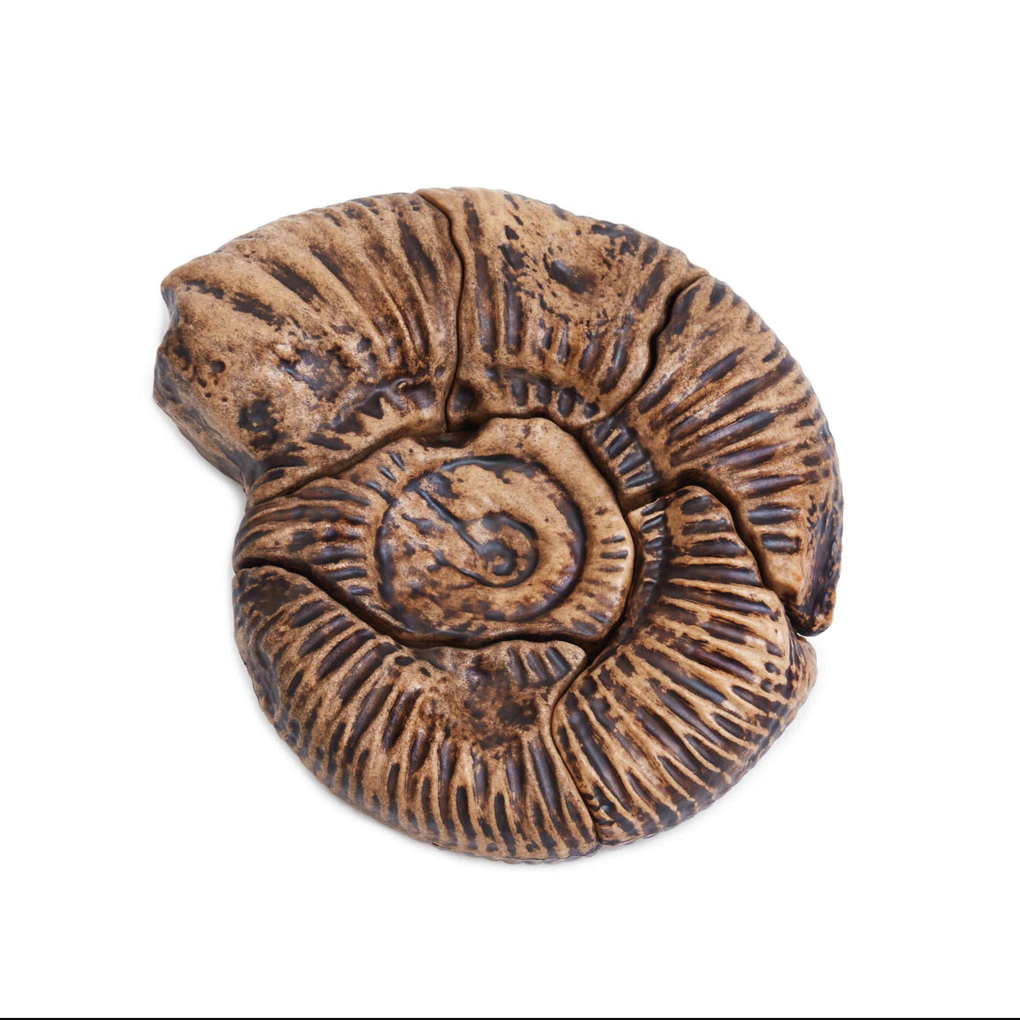 Magnetic Fossil 3D Puzzle