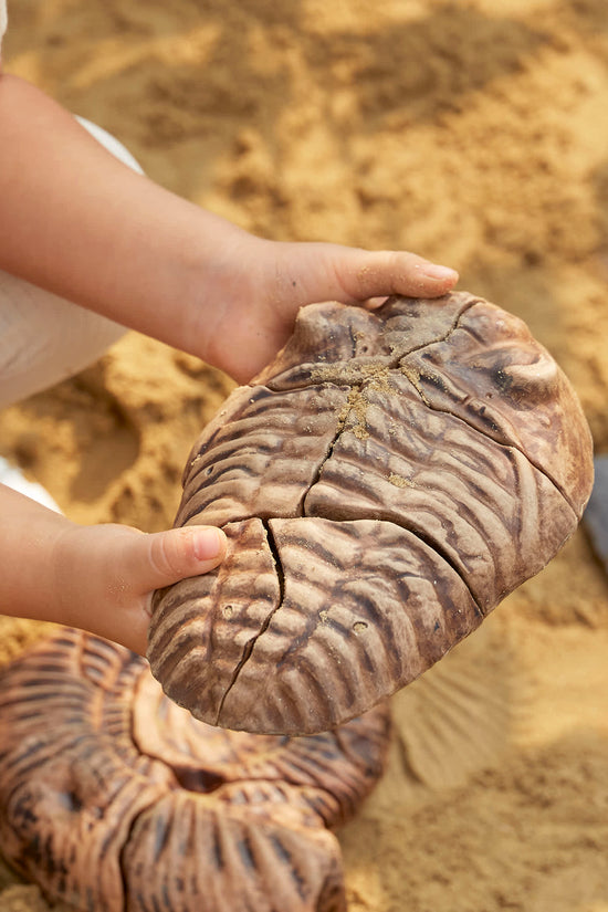 Magnetic Fossil 3D Puzzle