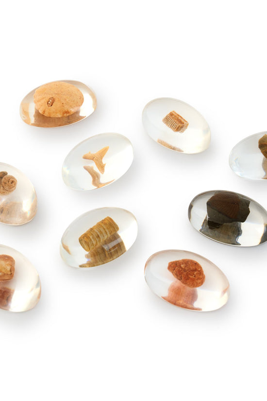 Specimen Stones