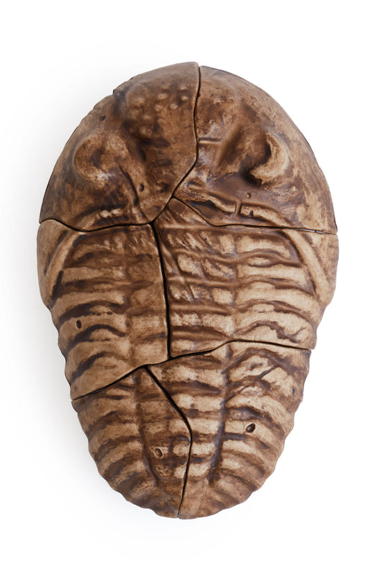 Magnetic Fossil 3D Puzzle