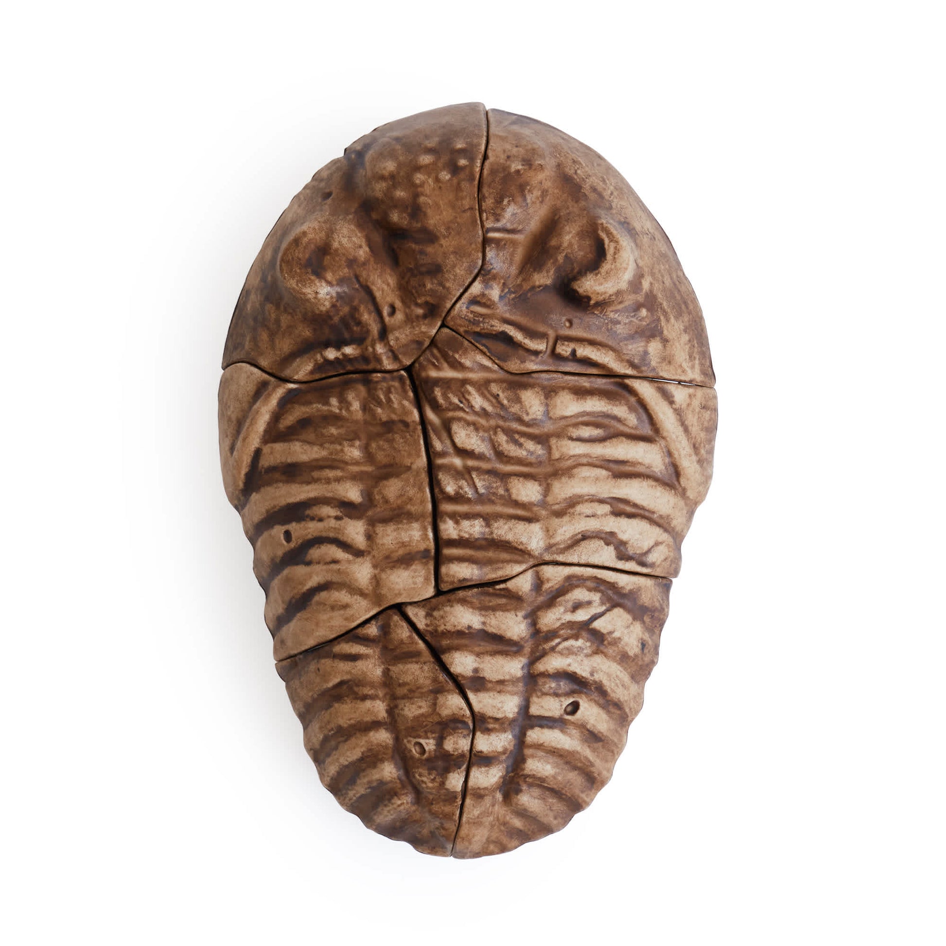 Magnetic Fossil 3D Puzzle