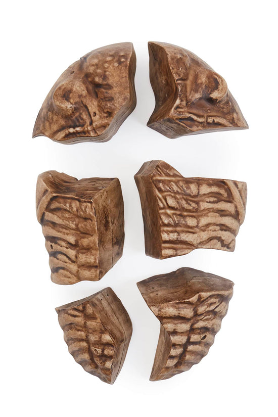 Magnetic Fossil 3D Puzzle